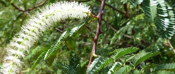 Científico mexicano crea cicatrizante natural a base de corteza de árbol  que regenera células dañadas | Comunicación para la Integración